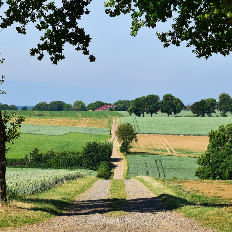 Twee bomen met in het midden een glooiende weg richting het heuvelland, met weilanden aan twee kanten. 