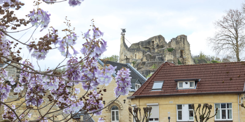 Bloesem takken op de voorgrond, met daarachter huizen van mergel en in de verte de kasteelruïne van Valkenburg. 