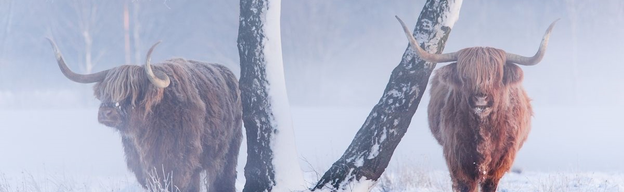 Twee schotse hooglanders staan bij een boom in de sneeuw