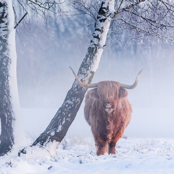 Twee schotse hooglanders staan bij een boom in de sneeuw