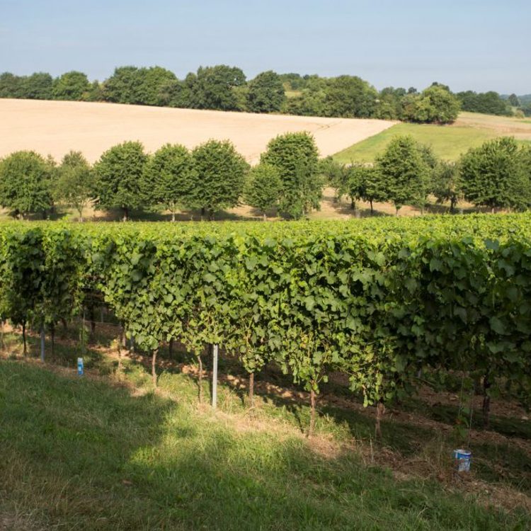 Wijngaard met bomen en heuvels op de achtergrond. 