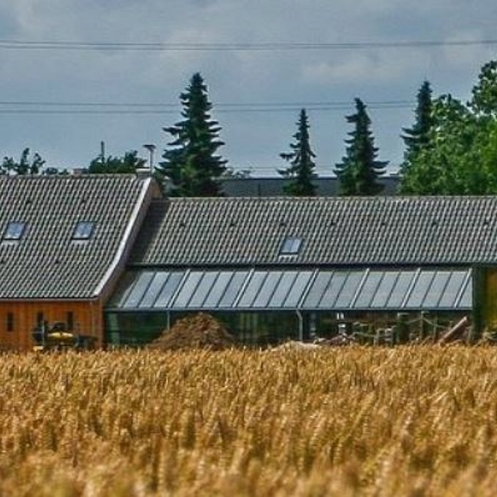 Een oude boerderij achter een volgroeid graanveld