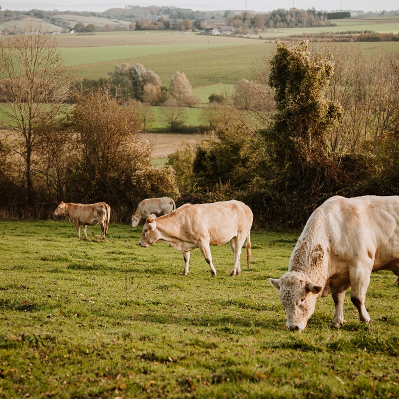 Koeien in de Zuid-Limburgse heuvels tijdens de herfst