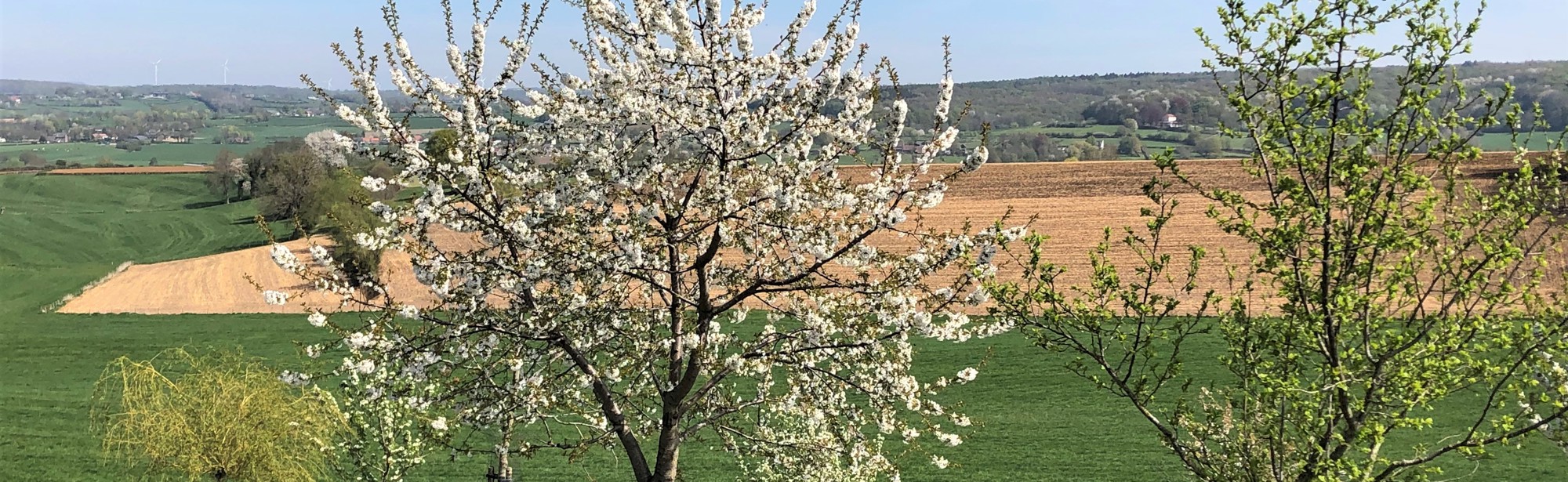 Paard is aan het grazen bij een bloesemboom