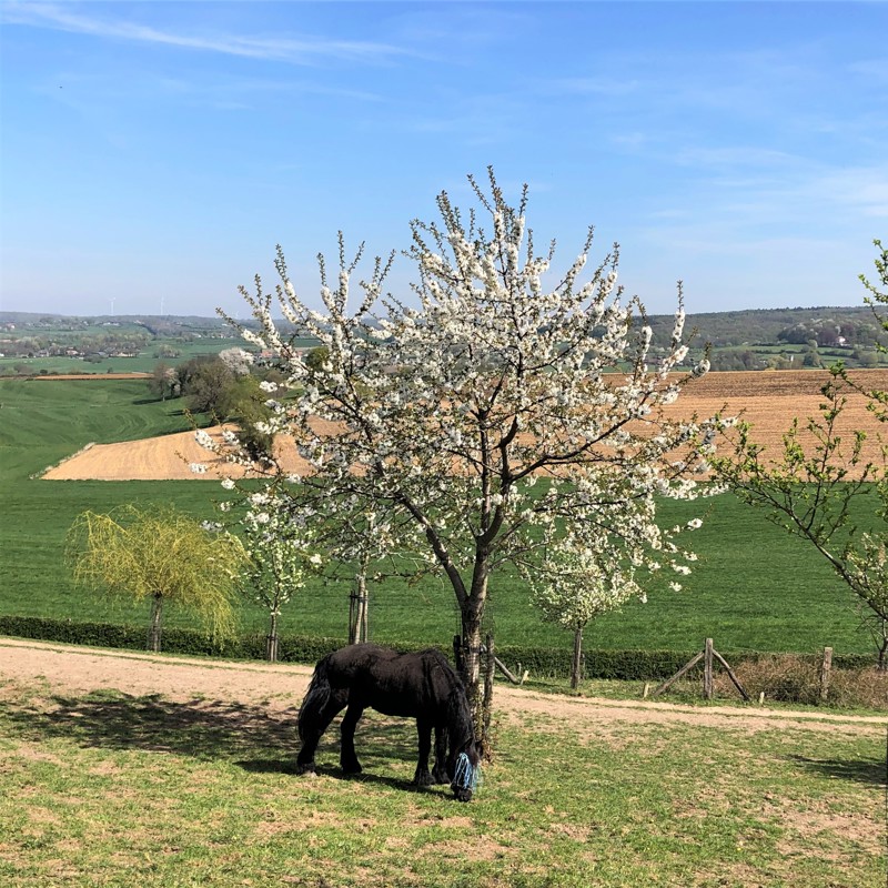 Paard is aan het grazen bij een bloesemboom