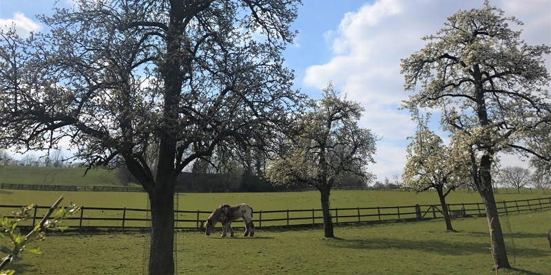 Paard is aan het grazen bij een bloesemboom