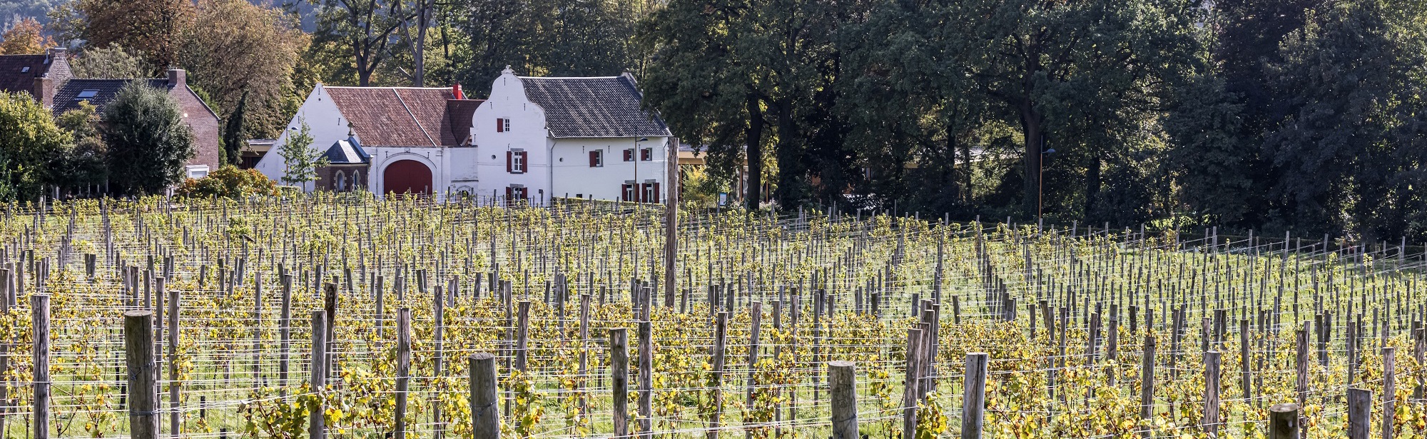 De wijnranken van wijndomein St. Martinus met uitzicht op de kasteelhoeve en de heuvels