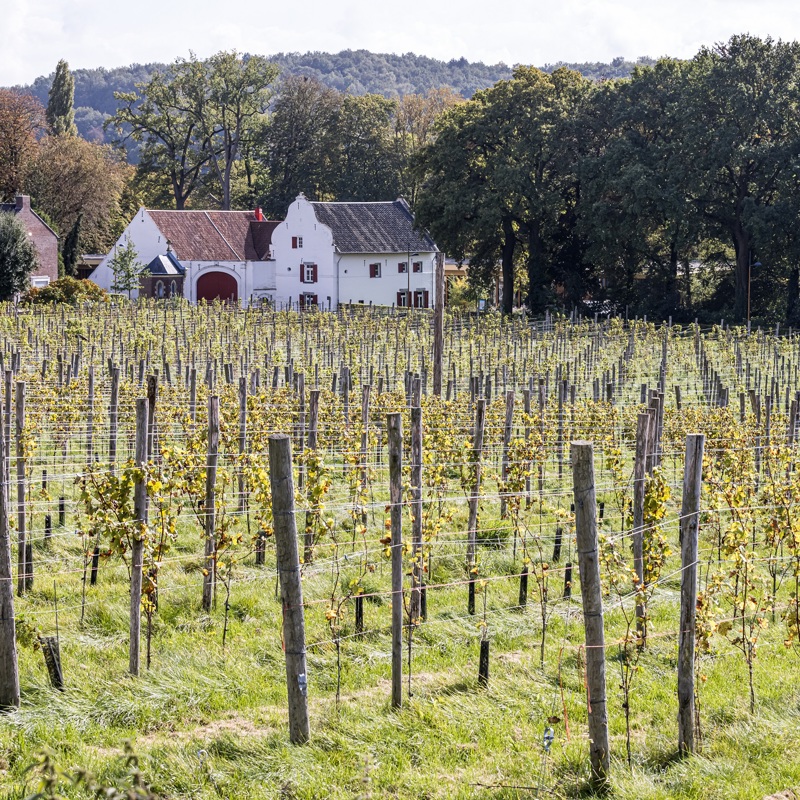 De wijnranken van wijndomein St. Martinus met uitzicht op de kasteelhoeve en de heuvels