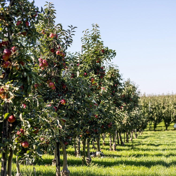 Laagstam fruitbomen met appels in een groen grasveld