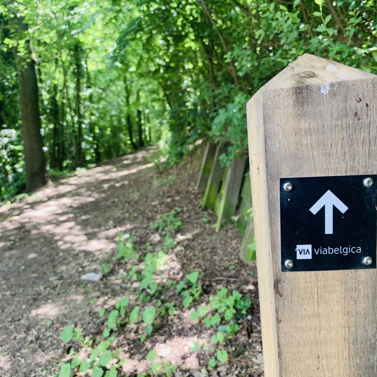 Een houten paaltje met een Via Belgica bewegwijzeringsbordje in het bos