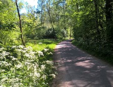 Een verharde weg door het Ijzerenbosch