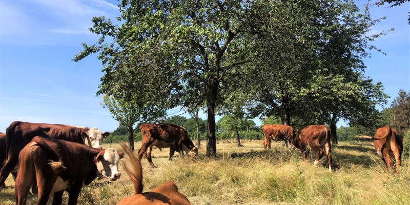 Een kudde runderen graast bij de hoogstambomen op een zonnige dag