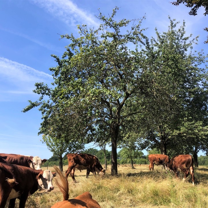 Een kudde runderen graast bij de hoogstambomen op een zonnige dag