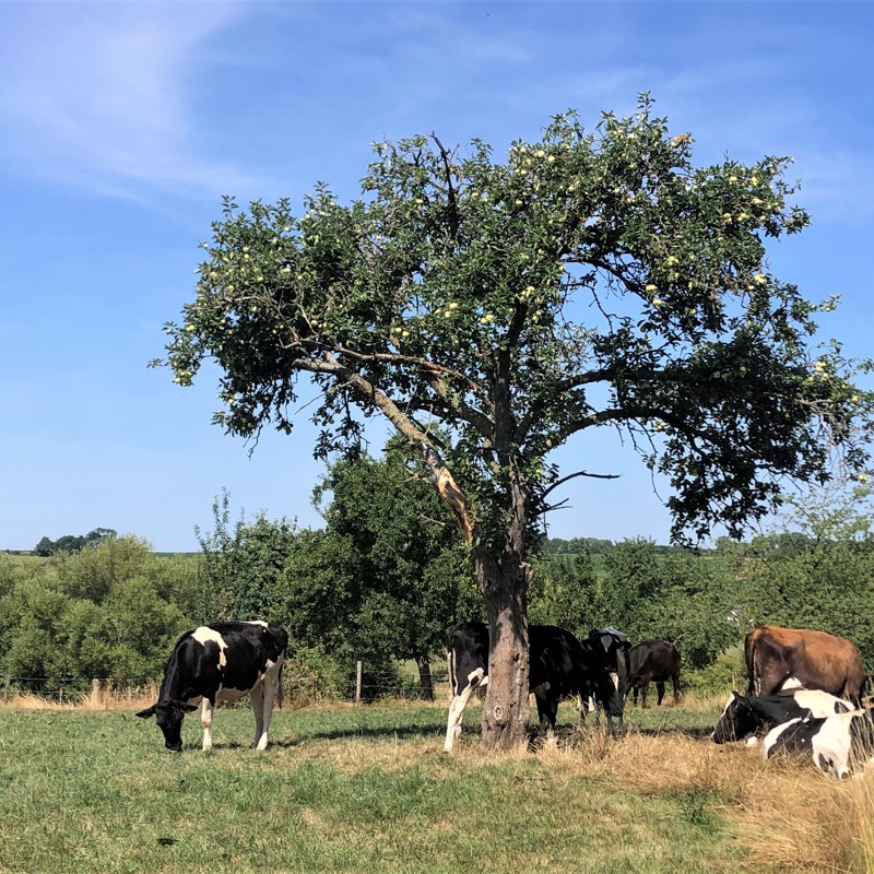 Een groepje koeien graast en rust uit bij een hoogstamboom