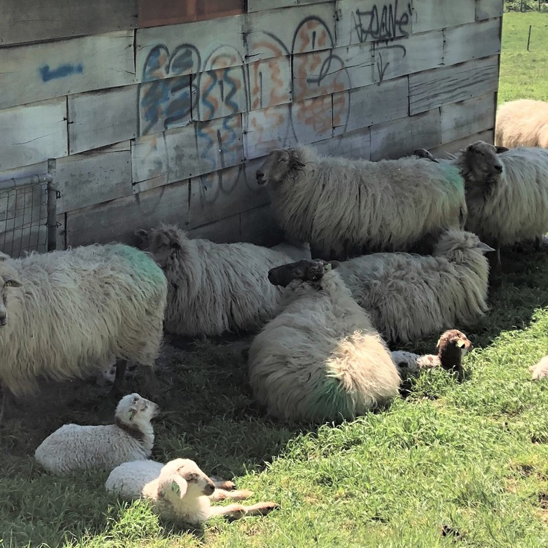 Een groep schapen ligt in de schaduw op een warme, zonnige dag