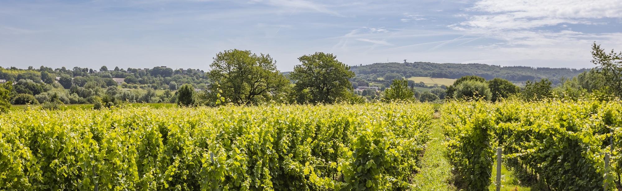 De wijnranken van Domein Holset in de zomer met uitzicht op de Vaalserberg