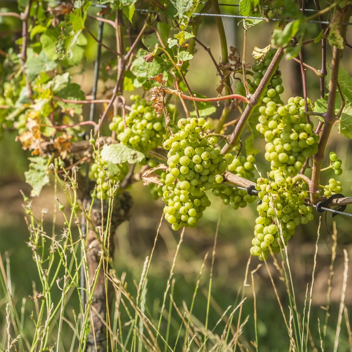 Een close up van groene druiventrossen in de wijnranken van Wijndomein St. Martinus