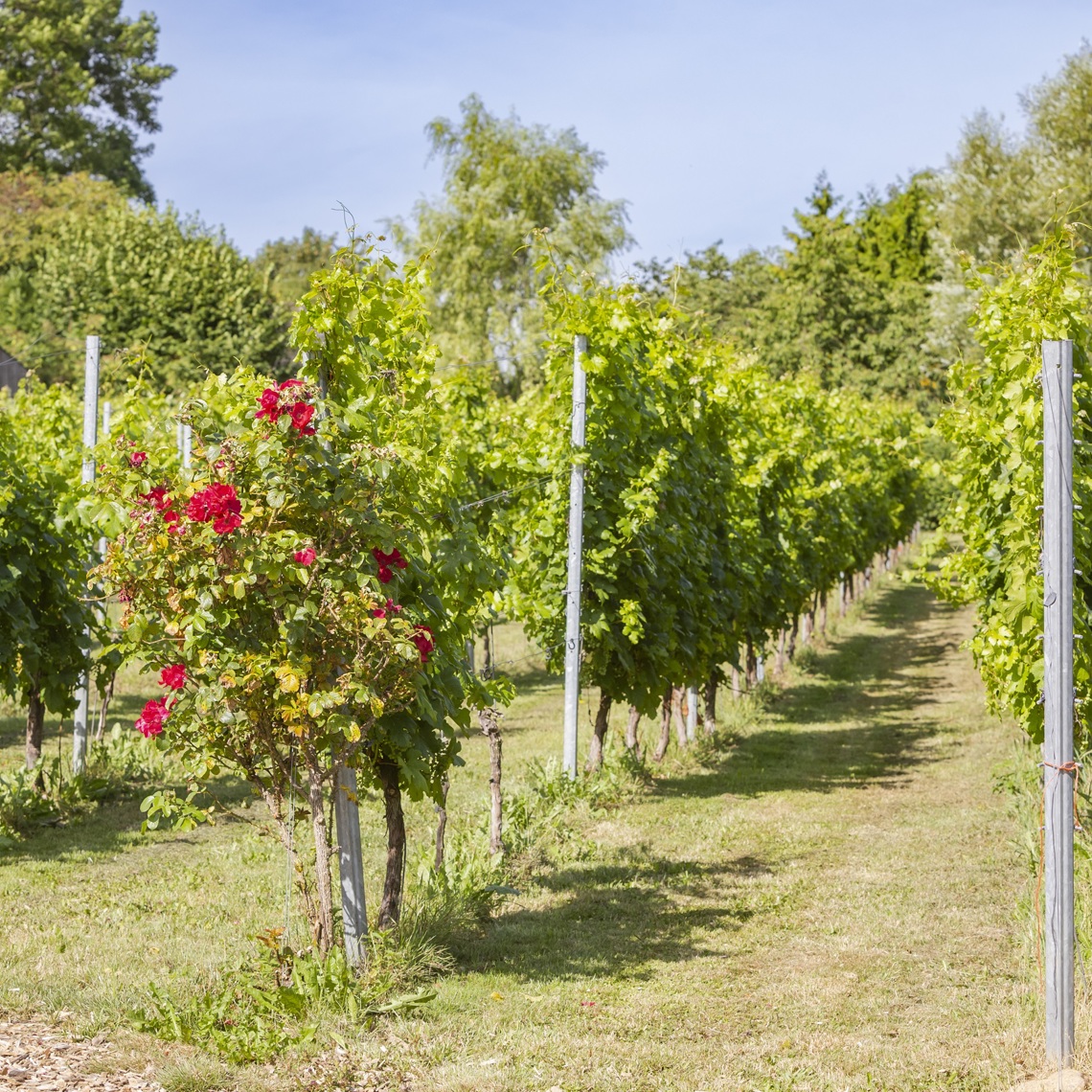 Proeftuin met rozenstruik bij Wijndomein St. Martinus