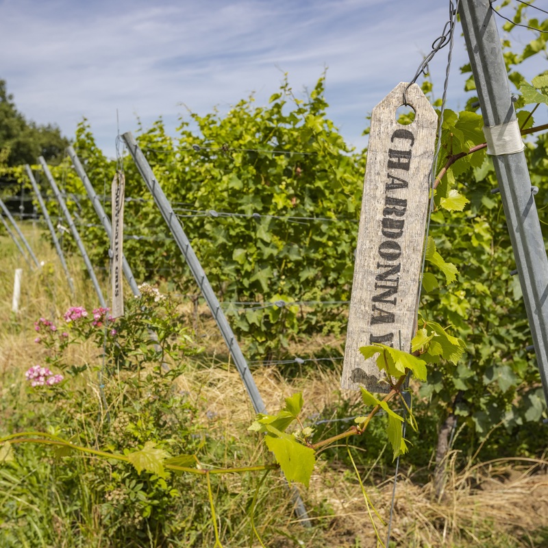 Wijngaard met een houten Chardonnay bordje aan het begin van de wijnrank