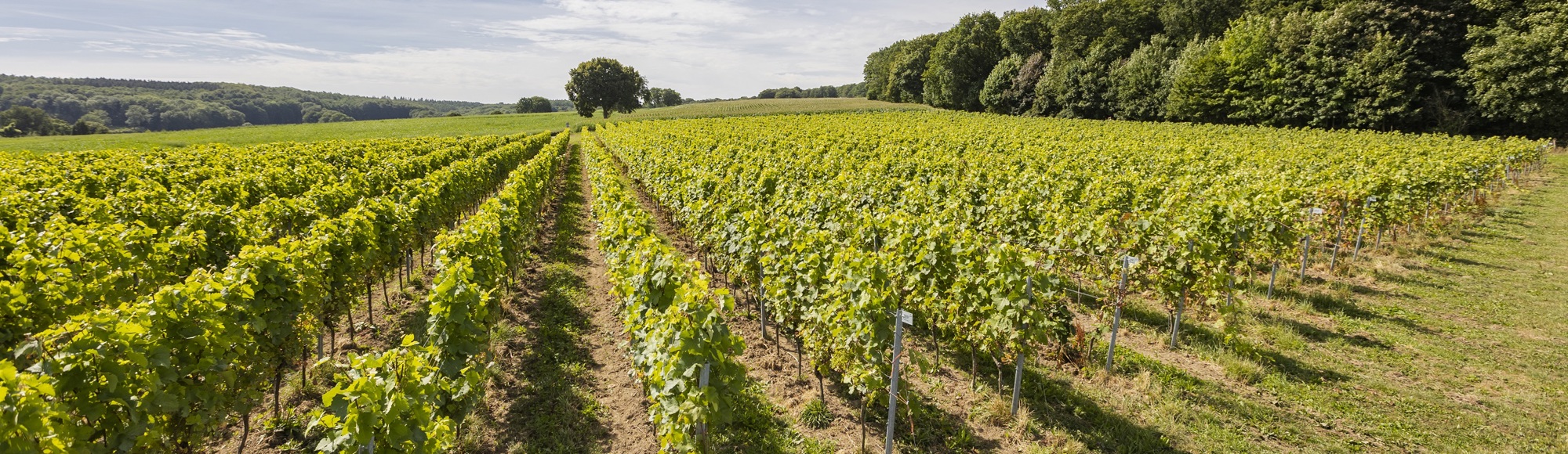 De uitgestrekte wijngaarden van St. Martinus met uitzicht op België