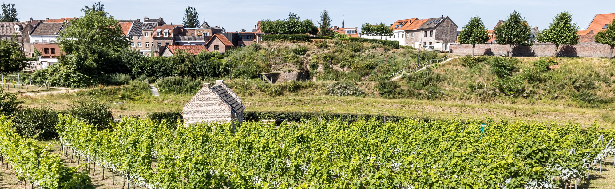 De wijngaard van Fort Sanderbout vanuit de lucht met uitzicht op de stadswallen van Sittard