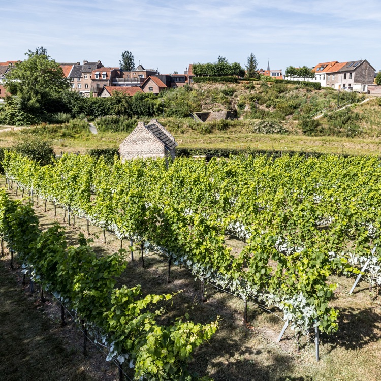 De wijngaard van Fort Sanderbout vanuit de lucht met uitzicht op de stadswallen van Sittard