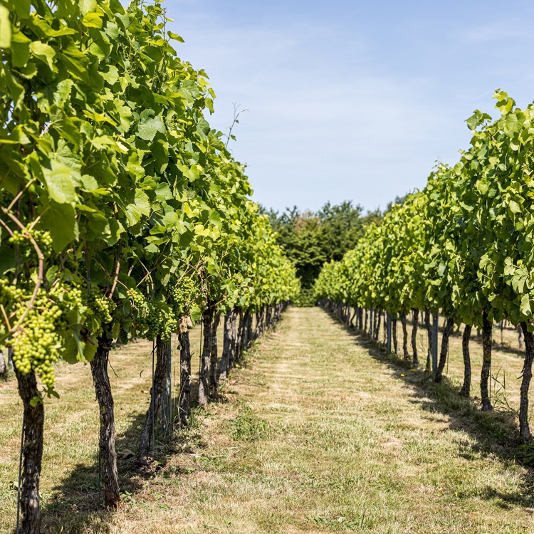 Een rij met wijnstokken bij Domaine de Winteraecke