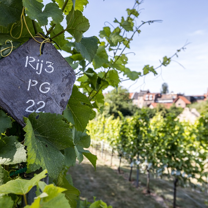 Een rij wijnstokken bij Fort Sanderbout met zicht op de stadswallen van Sittard