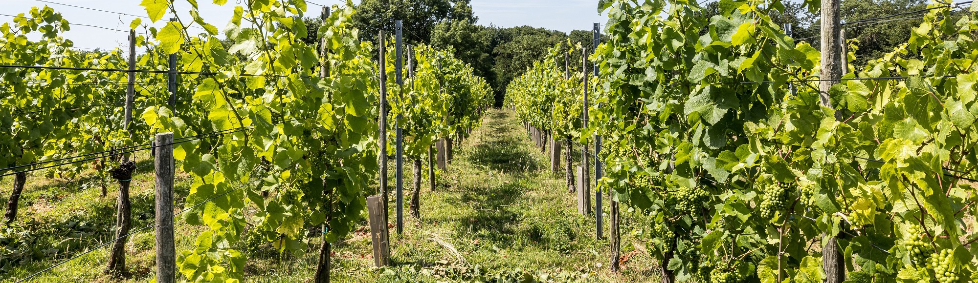 Een gangpad tussen de wijnranken bij Wijngoed Wanenberg