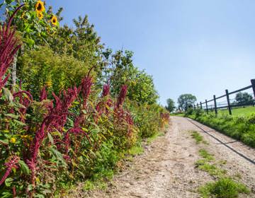 Bloemen in berm langs onverharde veldweg