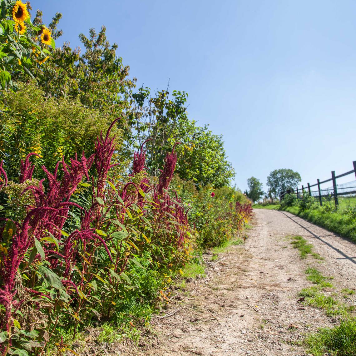 Voetpad in het heuvelland met rode bloemen en een hek langs een weiland