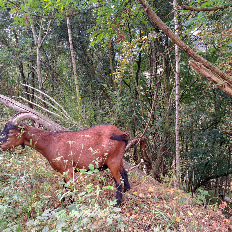 Berggeit bij de Curfsgroeve in Meerssen