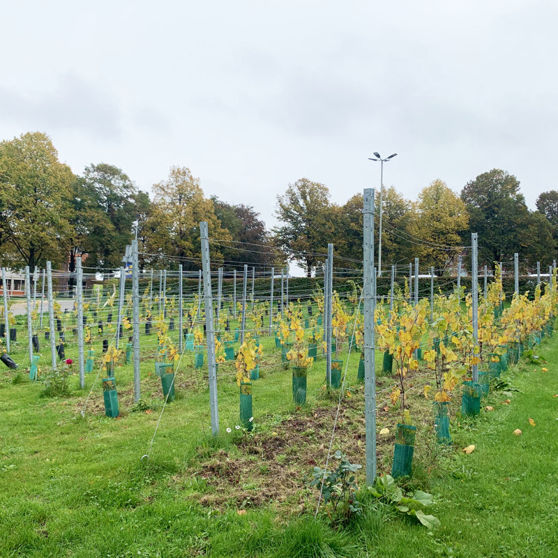 Jonge druivenstokken van Fort Sanderbout in de herfst