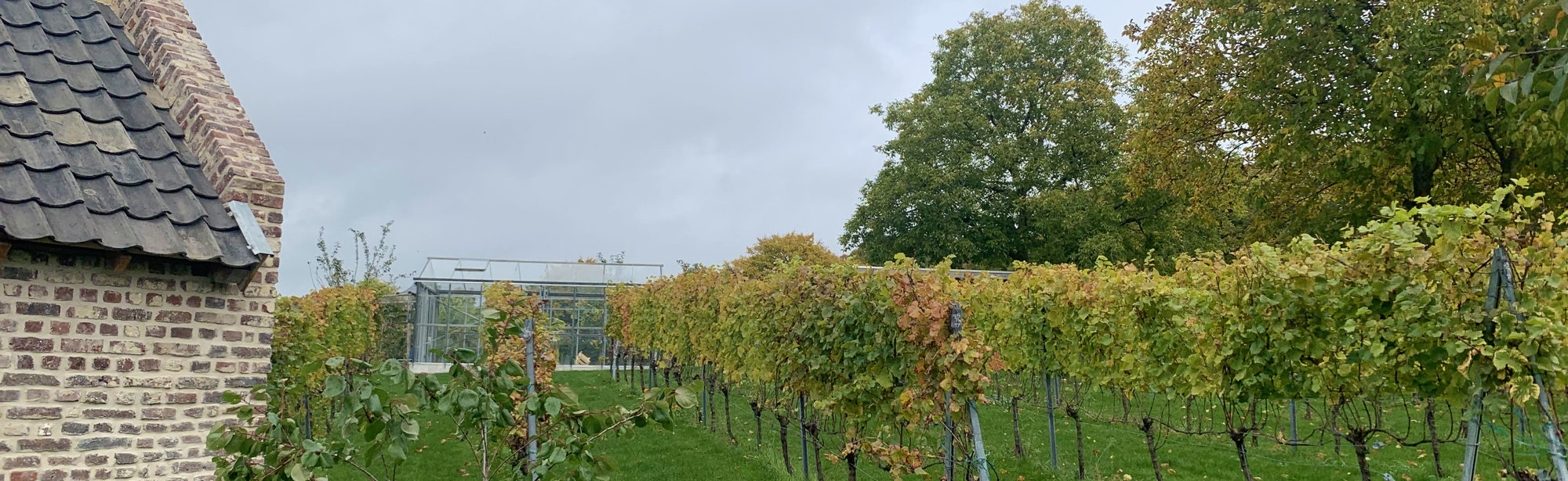 Rijen druivenstokken van Fort Sanderbout met een bakhuisje in de wijngaard