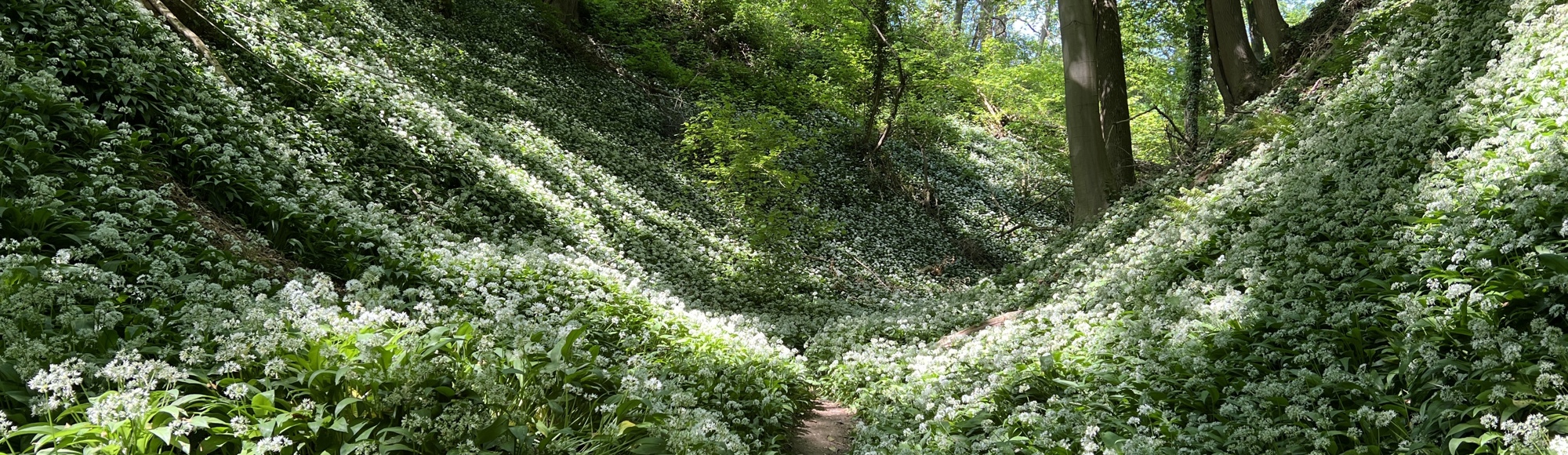 Bloeiende witte daslook op de hellingen van het Savelsbos 