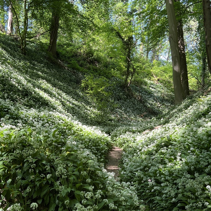 Bloeiende witte daslook op de hellingen van het Savelsbos 