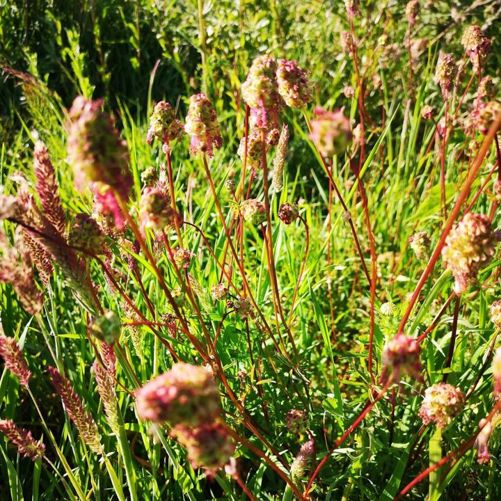 De kleine pimpernel plant groeit alle kanten op in het struikgewas