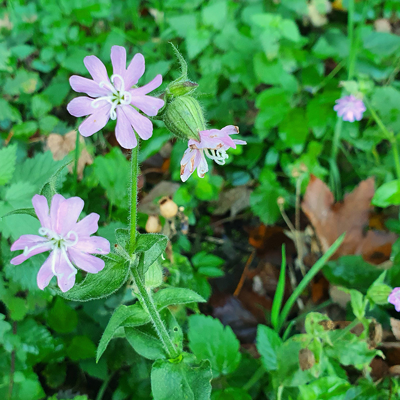 Roze dagkoekoeksbloemetjes in Ingendael 