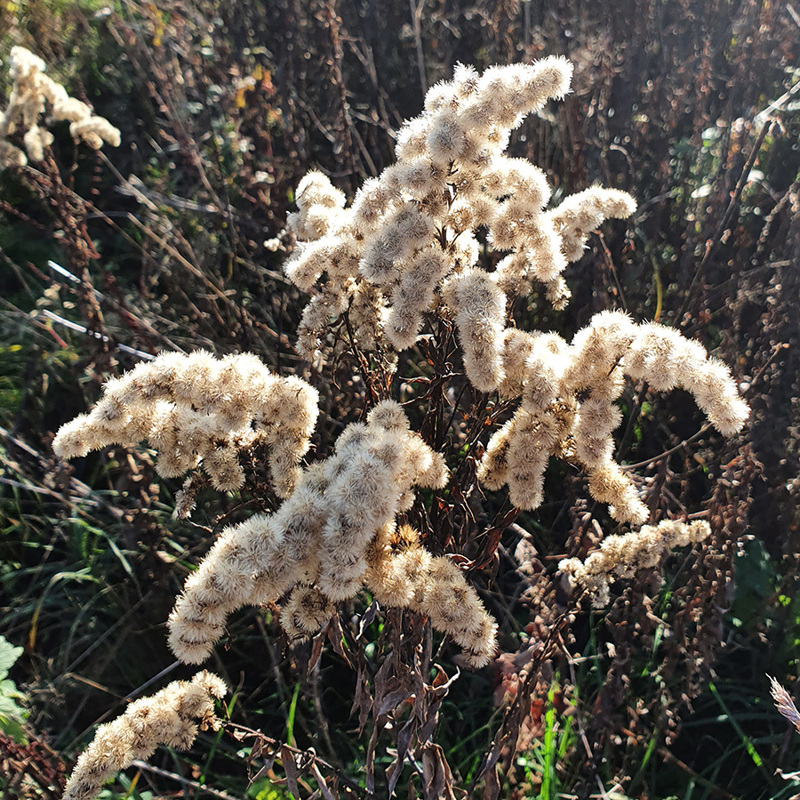 Witte plant in Ingendael