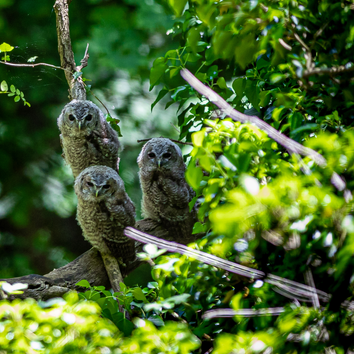 Drie oehoes in de boom 