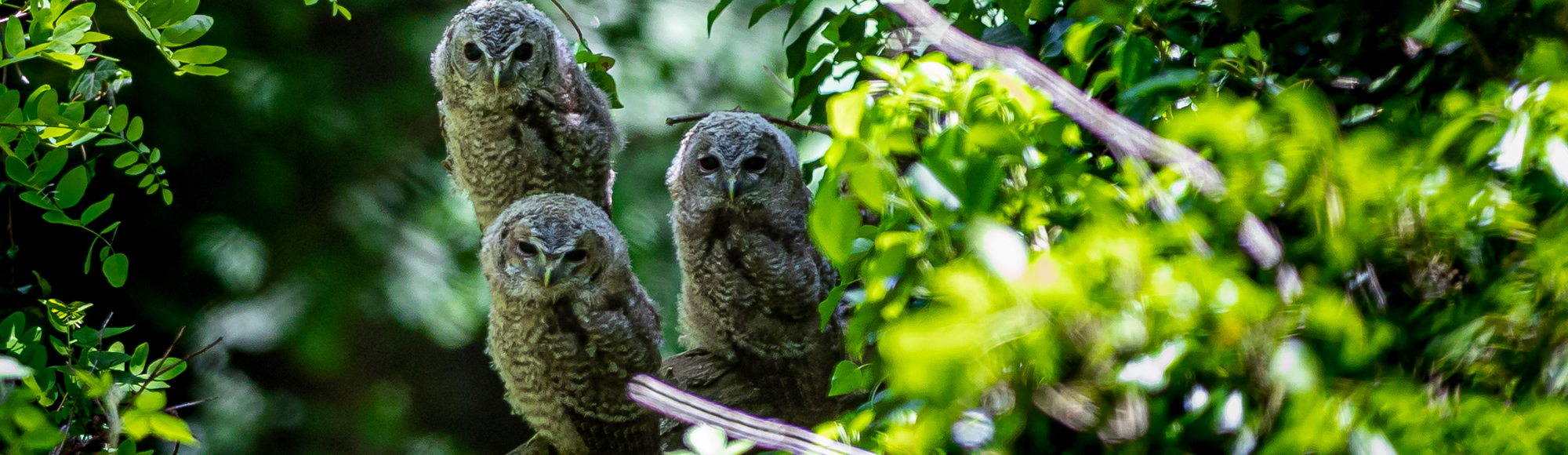 Drie oehoes in de boom 