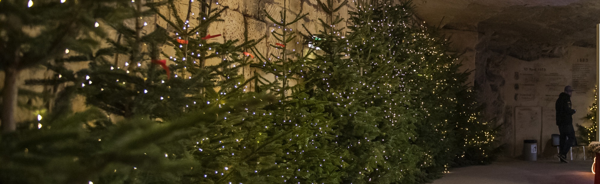 Kerstbomen langs de wanden van de Gemeentegrot