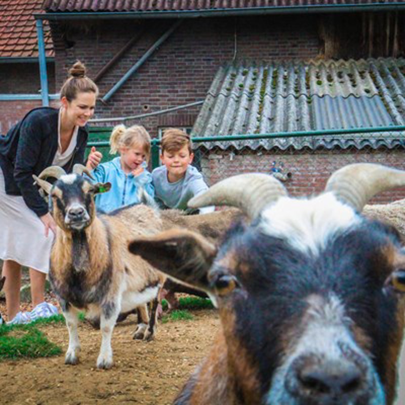 Moeder met twee kindjes kijken naar- en aaien de geitjes