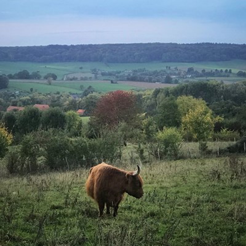 Schotse hooglander in een weide met uitzicht over het zuid-limburgse landschap. 