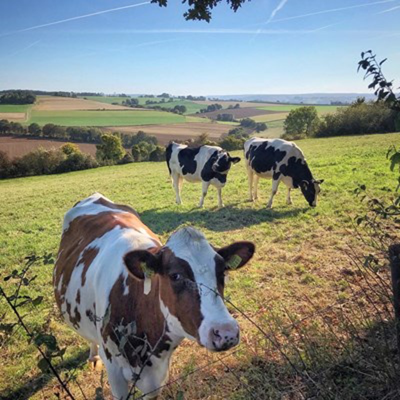 Drie koeien groot in beeld, in een typisch Zuid-Limburgs landschap. 