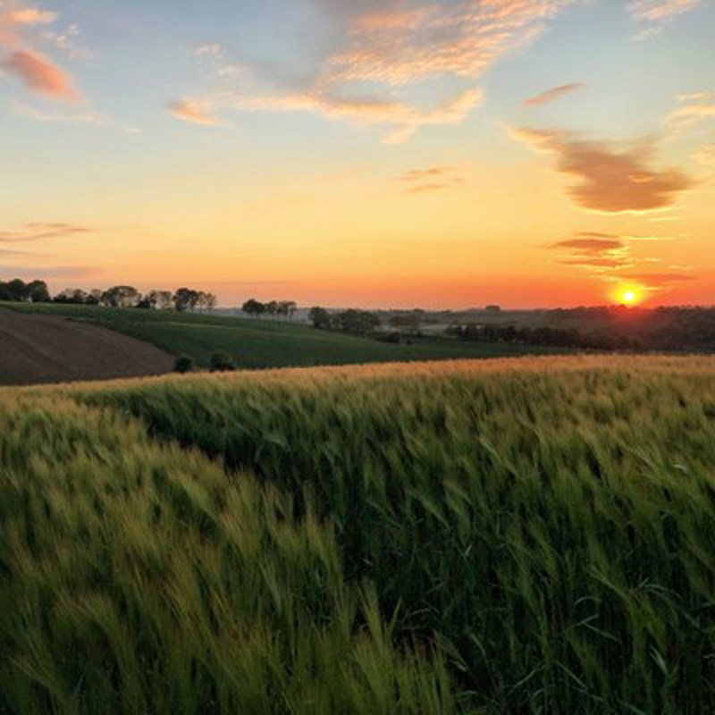 Zonsondergang in het heuvelland, met grassen op de voorgrond. 