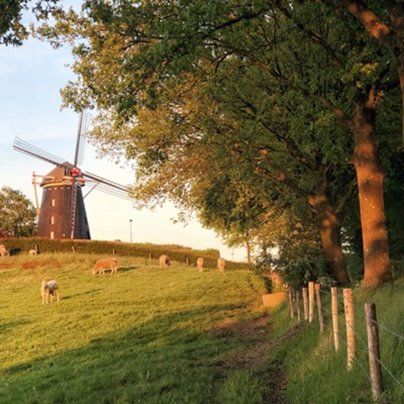 Zonnig beeld van een weide met koeien met daarachter een molen. 