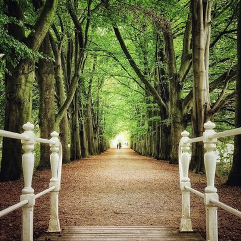 Foto genomen vanaf een bruggetje richting een oprijlaan met aan beide kanten hoge bomen. 