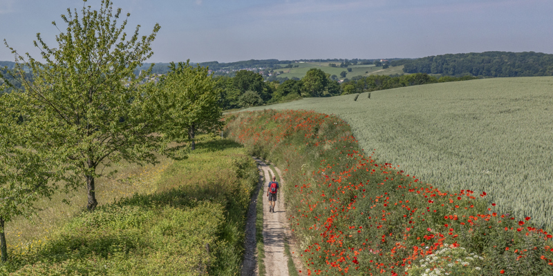 Een wandelaar loopt door de glooiende heuvels en een holle weg met klaprozen 