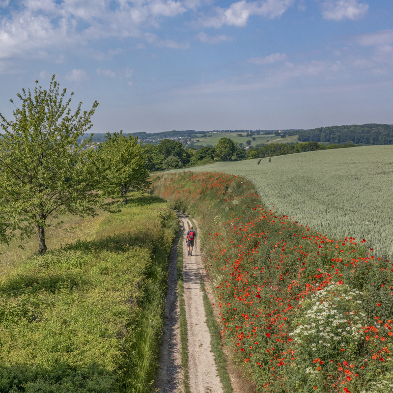 Een wandelaar loopt door de glooiende heuvels en een holle weg met klaprozen 